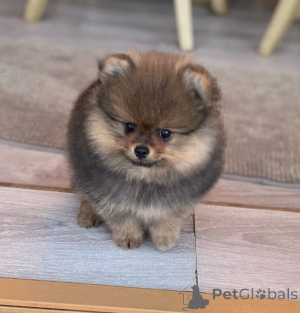 Photo №1. chien bâtard - à vendre en ville de Paris | 190€ | Annonce №162754