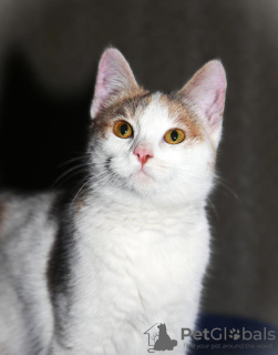 Photo №2 de l'annonce № 133456 de la vente  - acheter à Fédération de Russie 