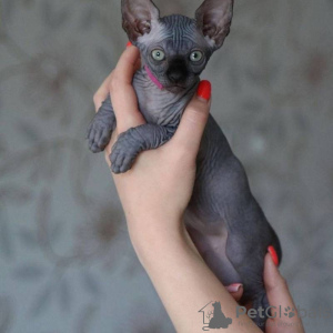 Photo №1. sphynx - à vendre en ville de Berlin | 1000€ | Annonce № 132693