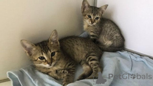 Photo №3. Ägyptische Mau-tabby-kätzchen zur adoption. Allemagne