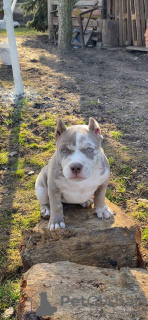 Photo №3. American Bully, fille. République Tchèque