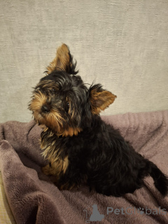 Photo №1. biewer yorkshire terrier, yorkshire terrier - à vendre en ville de Vilnius | 650€ | Annonce №161228