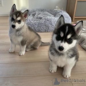 Photo №1. husky de sibérie - à vendre en ville de Tallinn | négocié | Annonce №124653