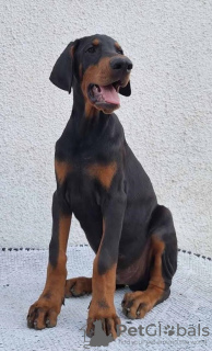 Photo №3. Doberman, meilleurs chiens. Serbie