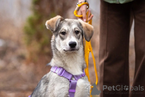 Photo №2 de l'annonce № 138991 de la vente chien bâtard - acheter à Fédération de Russie annonce privée