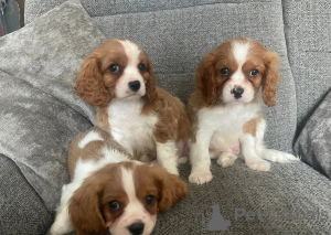 Photo №1. cavalier king charles spaniel - à vendre en ville de Bogumin | 610€ | Annonce №148580