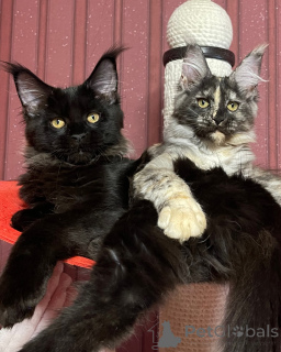 Photo №3. Maine coon. La Grande-Bretagne