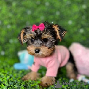 Photo №4. Je vais vendre yorkshire terrier en ville de Atlantique. annonce privée, de la fourrière, de l'abri, éleveur - prix - Gratuit