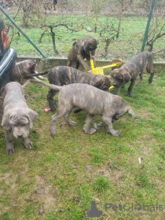 Photos supplémentaires: Chiots Cane Corso