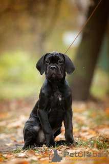 Photos supplémentaires: Chiots Cane Corso italien