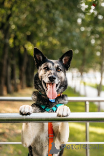 Photo №4. Je vais vendre  en ville de Москва.  - prix - Gratuit