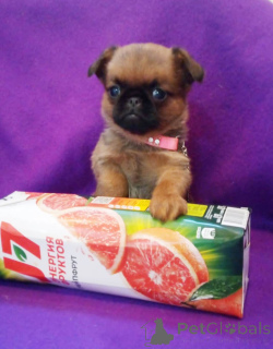 Photo №2 de l'annonce № 162923 de la vente petit brabançon - acheter à Fédération de Russie 