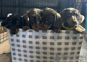 Photo №3. Glatte zwerghaardackel. Allemagne