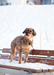 Photo №2 de l'annonce № 163725 de la vente chien bâtard - acheter à Fédération de Russie annonce privée