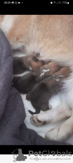 Photo №2 de l'annonce № 40053 de la vente welsh corgi - acheter à Espagne éleveur