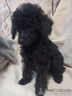 Photo №1. caniche (jouet) - à vendre en ville de Vilnius | 1650€ | Annonce №18789