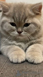 Photo №2 de l'annonce № 135419 de la vente british shorthair - acheter à Pologne annonce privée, éleveur