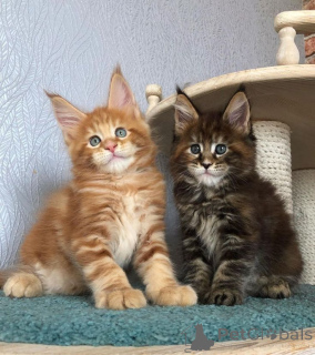 Photo №2 de l'annonce № 157780 de la vente maine coon - acheter à Allemagne annonce privée