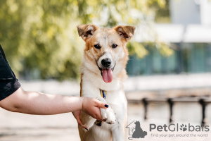 Photo №1. chien bâtard - à vendre en ville de Москва | Gratuit | Annonce №91586