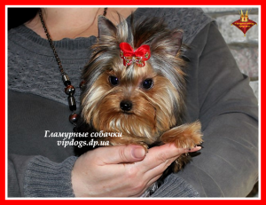 Photo №2 de l'annonce № 6235 de la vente yorkshire terrier - acheter à Ukraine de la fourrière