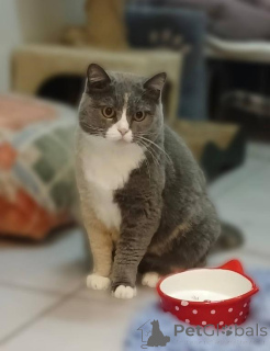 Photo №1.  - à vendre en ville de Khimki | Gratuit | Annonce № 161961