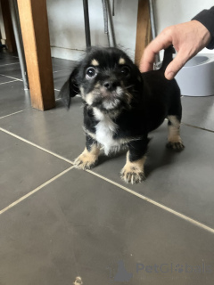 Photo №2 de l'annonce № 159153 de la vente chihuahua - acheter à USA annonce privée