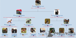 Photos supplémentaires: chiots boxer allemands