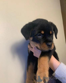 Photo №1. rottweiler - à vendre en ville de Aalen | Gratuit | Annonce №176058
