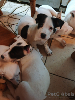 Photo №1. american staffordshire terrier - à vendre en ville de Kiev | négocié | Annonce №146375