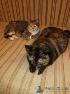 Photos supplémentaires: Les affectueux chats tricolores Mixi et Nika la tortue recherchent un foyer !