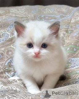 Photo №2 de l'annonce № 136453 de la vente exotic shorthair - acheter à Allemagne éleveur