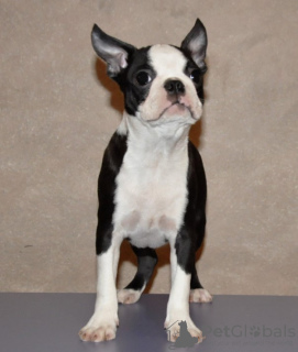 Photos supplémentaires: Chiots boston terrier à vendre