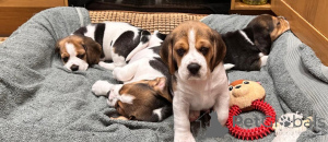 Photo №3. Beaux chiots Beagle à vendre.>>>Business WhatsApp 4915781334108. Lituanie