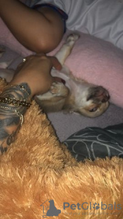 Photo №2 de l'annonce № 130384 de la vente chihuahua - acheter à Allemagne annonce privée, de la fourrière