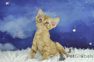 Photo №3. Chatons Devon Rex à vendre. Belgique