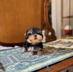 Photo №3. Beau chiot Yorkshire. USA