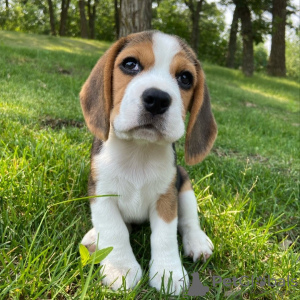 Photo №4. Je vais vendre beagle en ville de Nuremberg. annonce privée - prix - 478€