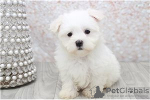 Photo №1. bichon maltais - à vendre en ville de Berlin | négocié | Annonce №115871