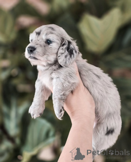 Photo №2 de l'annonce № 155451 de la vente teckel - acheter à Danemark annonce privée