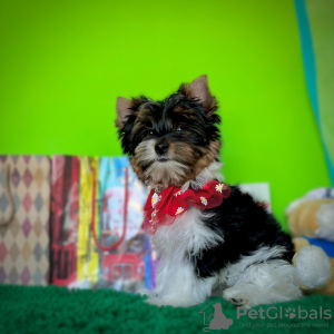 Photo №4. Je vais vendre biewer yorkshire terrier en ville de Bobruisk.  - prix - négocié