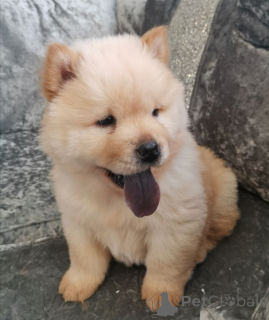 Photo №1. chow-chow - à vendre en ville de Lidköping | 850€ | Annonce №168264