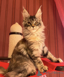 Photo №1. maine coon - à vendre en ville de Baden-Baden | 990€ | Annonce № 163671