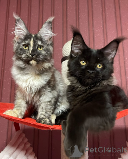Photo №4. Je vais vendre maine coon en ville de Ville de Londres. éleveur - prix - négocié