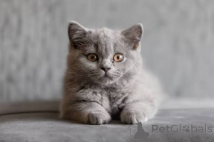 Photo №3. Chatons British Shorthair GCCF et TICA. La Grande-Bretagne
