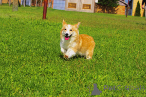 Photo №1. welsh corgi - à vendre en ville de Bačka Topola | 1400€ | Annonce №141162