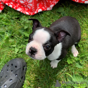 Photo №3. Adorables chiots Boston Terrier en adoption gratuite. Allemagne