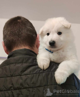 Photos supplémentaires: Chiots Berger Blanc Suisse