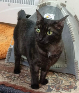 Photo №4. Je vais vendre  en ville de Rivière moscou. annonce privée - prix - Gratuit