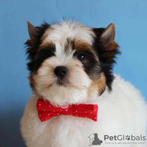 Photo №4. Je vais vendre biewer yorkshire terrier en ville de Minsk.  - prix - négocié