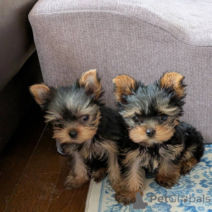 Photo №1. yorkshire terrier - à vendre en ville de Leipzig | négocié | Annonce №172897